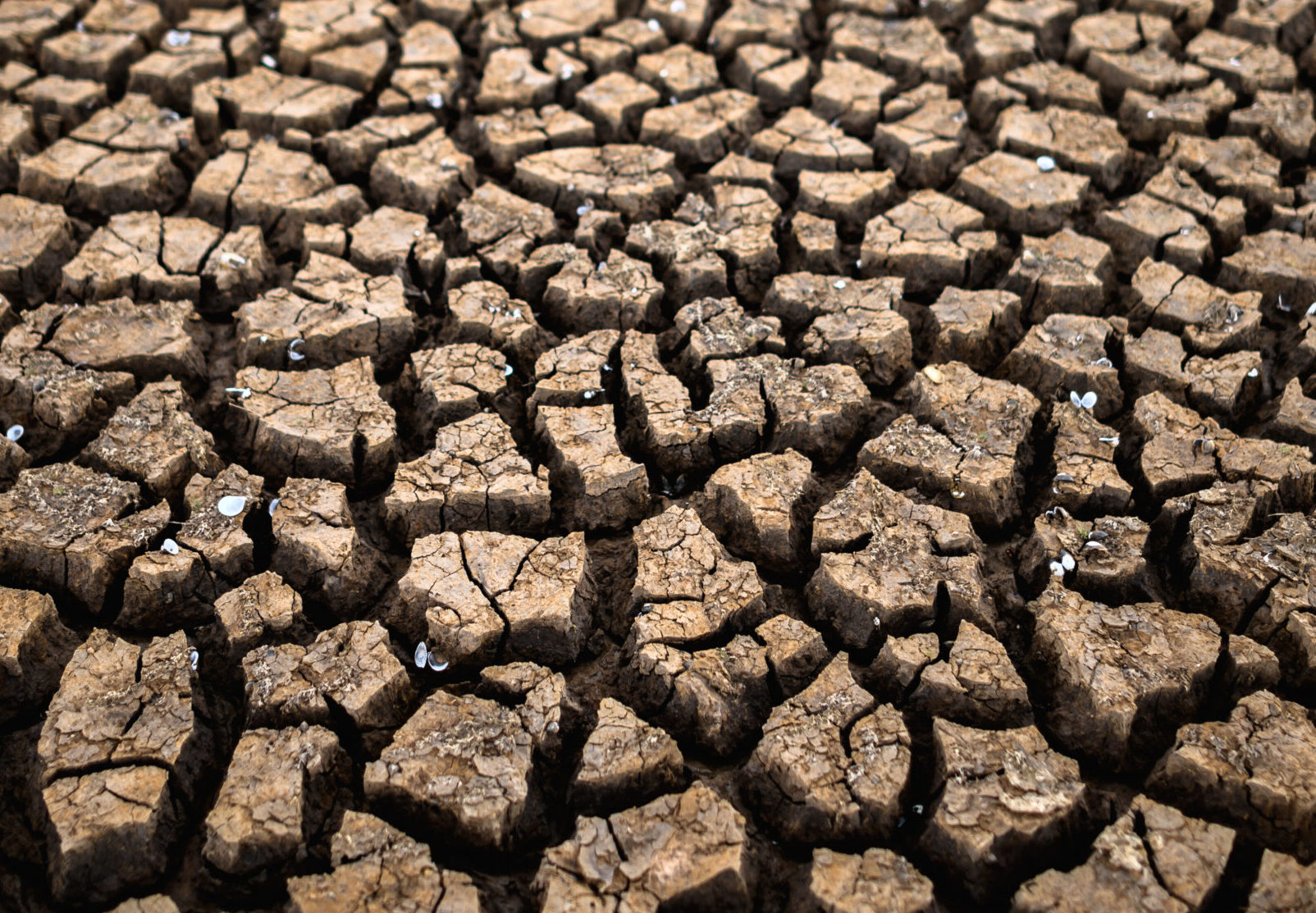 Drought Resilience Conference calls for accelerated action